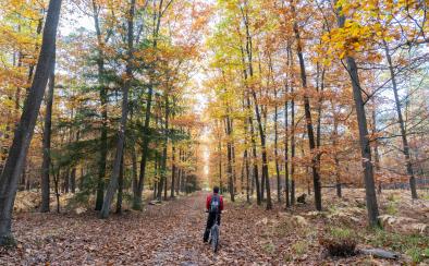 Vélo en forêt de Haguenau à l'automne - crédit Laurène Philippot Vélo en forêt de Haguenau à l'automne