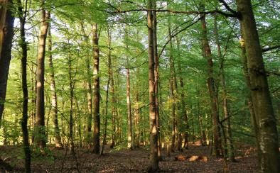 Forêt d'Exception® de Haguenau