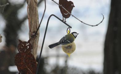 Oiseau dans un paysage enneigé