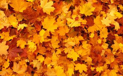 Automne ©Pixabay Automne ©Pixabay