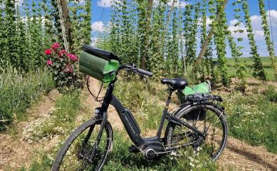 Partez à vélo sur les traces du houblon en Alsace avec Espace Randonnée Partez à vélo sur les traces du houblon en Alsace !